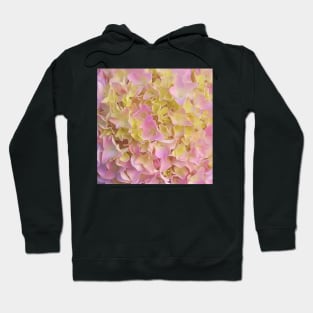 Yellow and Rose French Hydrangea Close Up Hoodie